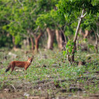 Dhole in Nagarhole National Park, India.