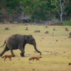 Elephant and dhole in Nagarhole National Park, India.