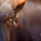 Gaur in Nagarhole National Park, India.