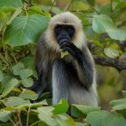 Grey langur in Nagarhole National Park, India.