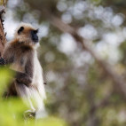 Grey langur in Nagarhole National Park, India.