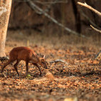 Indian barking deer in Nagarhole National Park, India.