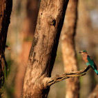 Indian roller in Nagarhole National Park, India.