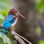 Kingfisher in Nagarhole National Park, India