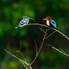 Kingfisher pair in Nagarhole National Park, India