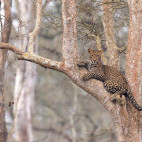 Leopard in Nagarhole National Park, India.