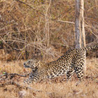Leopard in Nagarhole National Park, India.