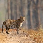 Leopard in Nagarhole National Park, India