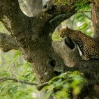 Leopard in Nagarhole National Park, India