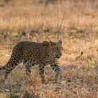Leopard in Nagarhole National Park, India.