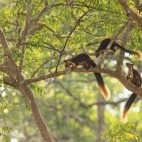 Malabar giant squirrel in Nagarhole National Park, India