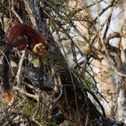 Malabar giant squirrel in Nagarhole National Park, India.