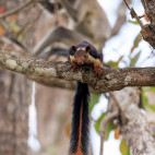Malabar giant squirrel in Nagarhole National Park, India.