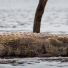 Mugger crocodile in Nagarhole National Park, India.