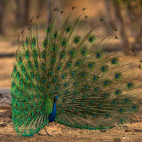 Indian peafowl in Nagarhole National Park, India.
