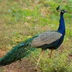 Indian peafowl in Nagarhole National Park, India