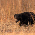 Sloth bear in Nagarhole National Park, India.