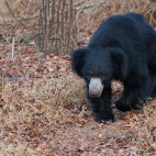 Sloth bear in Nagarhole National Park, India.
