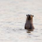 Smooth coated otter in Nagarhole National Park, India.