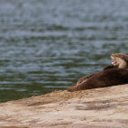 Smooth-coated otter in Nagarhole National Park, India.