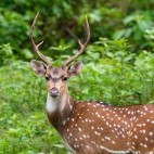 Spotted deer in Nagarhole National Park, India