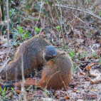 Stripe-necked mongoose in Nagarhole National Park, India.