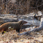 Stripe-necked mongoose in Nagarhole National Park, India.