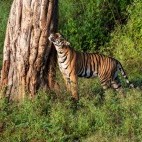 Tiger in Nagarhole National Park, India