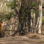 Tiger in Nagarhole National Park, India.