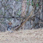 Tiger cub in Nagarhole National Park, India.