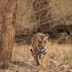 Tiger in Nagarhole National Park, India