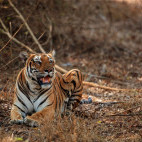 Tiger in Nagarhole National Park, India.