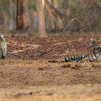 Tiger in Nagarhole National Park, India.