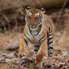 Tiger in Nagarhole National Park, India.