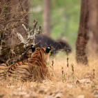 Tiger in Nagarhole National Park, India.