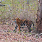 Tiger in Nagarhole National Park, India.