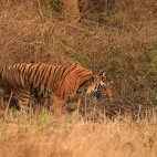 Tiger in Nagarhole National Park, India.