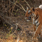 Tiger in Nagarhole National Park, India.
