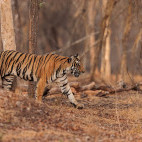 Tiger in Nagarhole National Park, India.