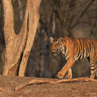 Tiger in Nagarhole National Park, India.