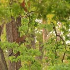 Leopard in Nagarhole National Park, India.