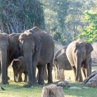 Asian elephant in Nagarhole National Park, India.