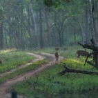 Spotted deer in Nagarhole National Park, India.