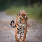 Tiger in Nagarhole National Park, India.