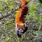Red panda in Singlilia National Park on the India/Nepal border.