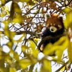 Red panda in Singlilia National Park on the India/Nepal border.