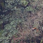 Red panda in Singlilia National Park on the India/Nepal border.