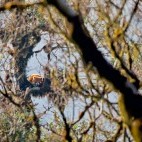 Red panda in Singlilia National Park on the India/Nepal border.
