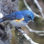 Himalayan bluetail in India.