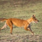 Dhole in Panna National Park, India.